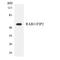 RAB11 Family Interacting Protein 2 antibody, LS-C200548, Lifespan Biosciences, Western Blot image 