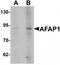 Actin Filament Associated Protein 1 antibody, TA319994, Origene, Western Blot image 