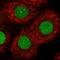 CTF antibody, HPA052625, Atlas Antibodies, Immunocytochemistry image 