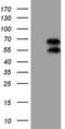 Upstream-binding protein 1 antibody, TA808852, Origene, Western Blot image 