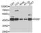Fukutin-related protein antibody, A10194, ABclonal Technology, Western Blot image 