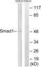 SMAD Family Member 1 antibody, LS-C117539, Lifespan Biosciences, Western Blot image 