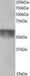 Karyopherin Subunit Alpha 4 antibody, PA1-32097, Invitrogen Antibodies, Western Blot image 