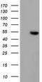 Glutathione Synthetase antibody, TA501859, Origene, Western Blot image 
