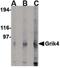  antibody, PA5-20452, Invitrogen Antibodies, Western Blot image 