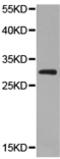 CD83 Molecule antibody, TA323348, Origene, Western Blot image 