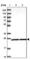 Dehydrogenase/Reductase 9 antibody, PA5-57760, Invitrogen Antibodies, Western Blot image 