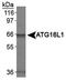 Autophagy Related 16 Like 1 antibody, TA336555, Origene, Western Blot image 