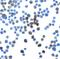 Lin-54 DREAM MuvB Core Complex Component antibody, GTX31591, GeneTex, Immunocytochemistry image 