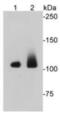 Elongation Factor Tu GTP Binding Domain Containing 2 antibody, NBP2-66818, Novus Biologicals, Western Blot image 