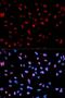 Keratin 19 antibody, orb129657, Biorbyt, Immunofluorescence image 