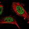 Zinc finger protein 830 antibody, NBP1-88165, Novus Biologicals, Immunofluorescence image 
