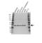 SPARC antibody, VPA00564, Bio-Rad (formerly AbD Serotec) , Western Blot image 