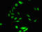 BLOC-1 Related Complex Subunit 7 antibody, LS-C397693, Lifespan Biosciences, Immunofluorescence image 