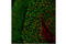 SV2A antibody, 66724S, Cell Signaling Technology, Immunofluorescence image 