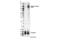 Fibroblast Growth Factor Receptor 1 antibody, 84309S, Cell Signaling Technology, Western Blot image 