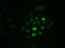 RPA34 antibody, CSB-RA020089A21phHU, Cusabio, Immunofluorescence image 