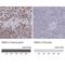 Regulating Synaptic Membrane Exocytosis 2 antibody, NBP2-56512, Novus Biologicals, Immunohistochemistry paraffin image 