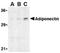 Adiponectin, C1Q And Collagen Domain Containing antibody, ADI-905-714-100, Enzo Life Sciences, Western Blot image 
