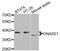 Deoxyribonuclease-1 antibody, PA5-76783, Invitrogen Antibodies, Western Blot image 