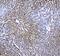 Regucalcin antibody, PA5-79924, Invitrogen Antibodies, Immunohistochemistry frozen image 