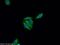 p53 antibody, 21891-1-AP, Proteintech Group, Immunofluorescence image 