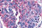 2-oxoglutarate receptor 1 antibody, MBS243256, MyBioSource, Immunohistochemistry frozen image 