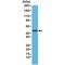 Desmin antibody, GTX33613, GeneTex, Western Blot image 