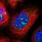 Chromosome 9 Open Reading Frame 135 antibody, NBP1-90684, Novus Biologicals, Immunocytochemistry image 