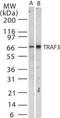 CRAF1 antibody, TA336438, Origene, Western Blot image 