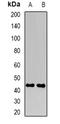 F-Box Protein 22 antibody, orb341483, Biorbyt, Western Blot image 
