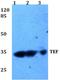 TEF Transcription Factor, PAR BZIP Family Member antibody, PA5-36187, Invitrogen Antibodies, Western Blot image 