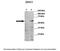 Dickkopf WNT Signaling Pathway Inhibitor 1 antibody, 30-346, ProSci, Enzyme Linked Immunosorbent Assay image 