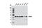 Mitogen-Activated Protein Kinase Kinase 2 antibody, 8727S, Cell Signaling Technology, Western Blot image 