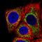 HMP antibody, HPA036165, Atlas Antibodies, Immunofluorescence image 