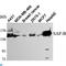 HET antibody, LS-C814117, Lifespan Biosciences, Western Blot image 