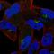 Cyclin I Family Member 2 antibody, HPA056288, Atlas Antibodies, Immunocytochemistry image 