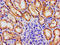 Microtubule-associated serine/threonine-protein kinase 3 antibody, LS-C671493, Lifespan Biosciences, Immunohistochemistry paraffin image 