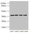 Chromosome 8 Open Reading Frame 48 antibody, CSB-PA853456LA01HU, Cusabio, Western Blot image 