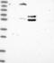 Prospero Homeobox 2 antibody, NBP1-93810, Novus Biologicals, Western Blot image 