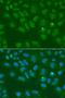 Origin recognition complex subunit 6 antibody, GTX65816, GeneTex, Immunofluorescence image 