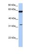 Post-GPI Attachment To Proteins 3 antibody, orb325557, Biorbyt, Western Blot image 