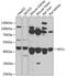 Cysteine desulfurase, mitochondrial antibody, 14-964, ProSci, Western Blot image 