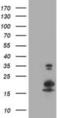 LSM1 Homolog, MRNA Degradation Associated antibody, NBP2-00918, Novus Biologicals, Western Blot image 