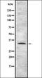 Taste 2 Receptor Member 4 antibody, orb336457, Biorbyt, Western Blot image 