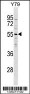 Zinc Finger Protein 620 antibody, 58-663, ProSci, Western Blot image 