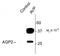 Aquaporin 2 antibody, TA309083, Origene, Western Blot image 