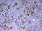 Retinol Binding Protein 4 antibody, A01089, Boster Biological Technology, Immunohistochemistry frozen image 