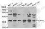 Torsin Family 1 Member A antibody, A2066, ABclonal Technology, Western Blot image 