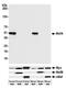 MAF BZIP Transcription Factor A antibody, A700-067, Bethyl Labs, Western Blot image 